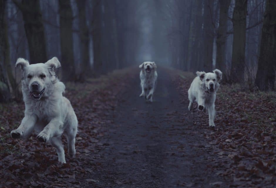 Three white dogs running in a dark forest