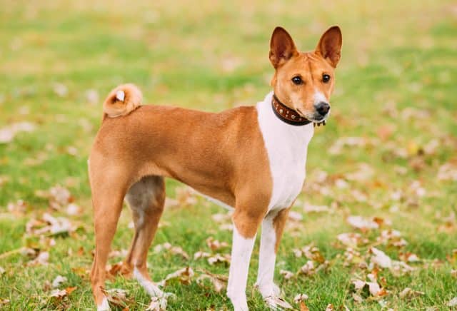 basenji