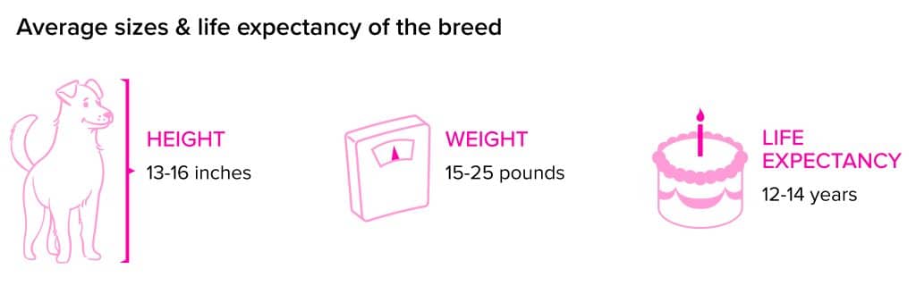 Shetland Sheepdog breed statistics