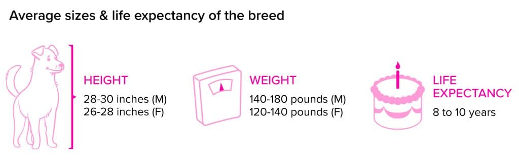 Saint Bernard breed statistics