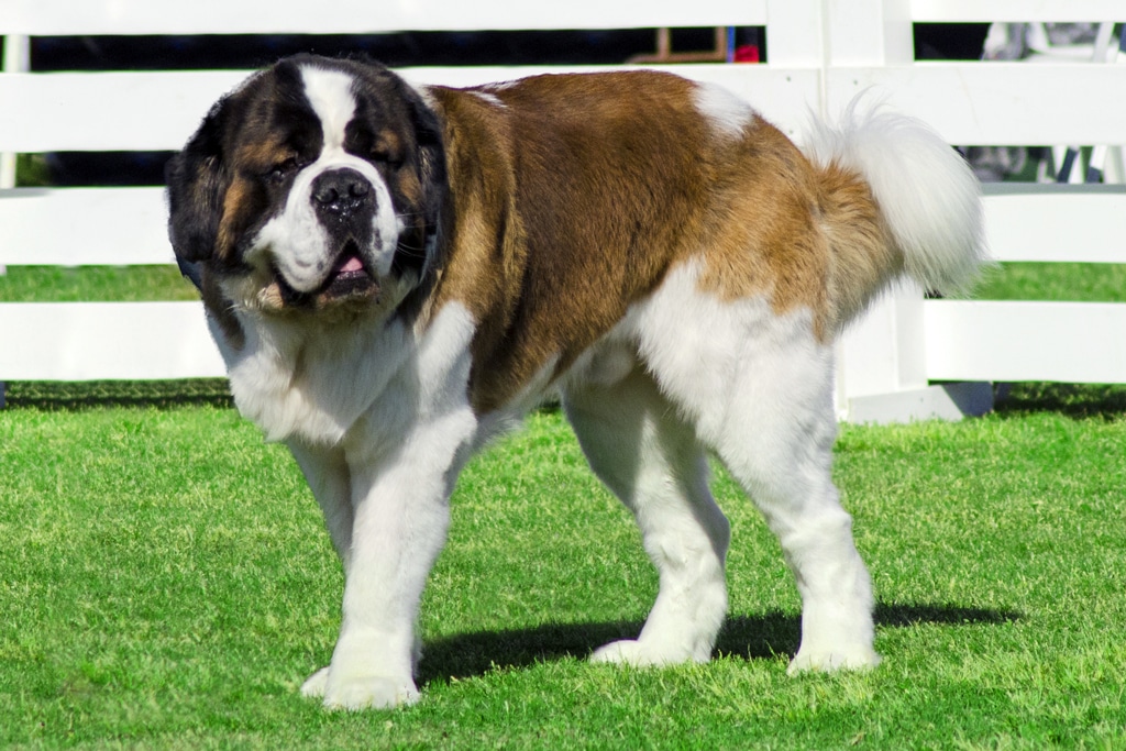 A big beautiful brown and white Saint Bernard dog standing on the lawn