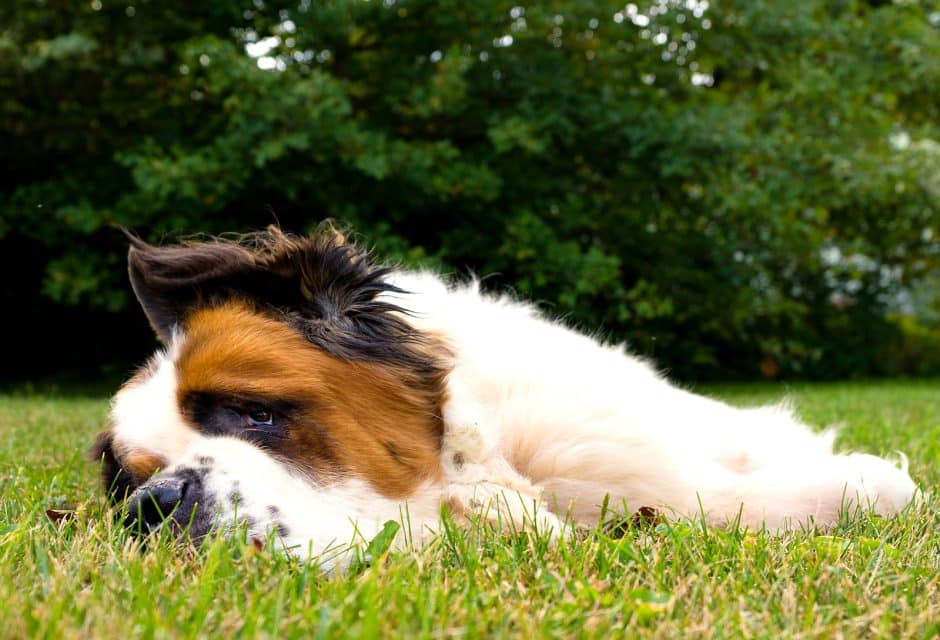 A large saint bernard dog laying in the grass