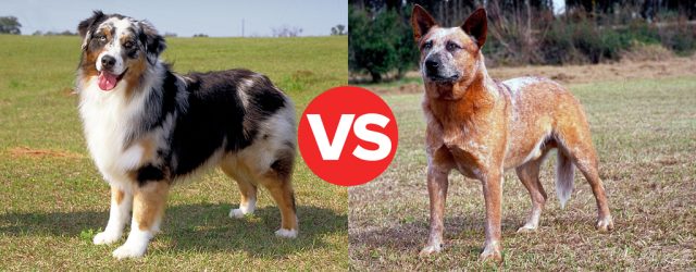 Australian Cattle Dog vs Australian Shepherd
