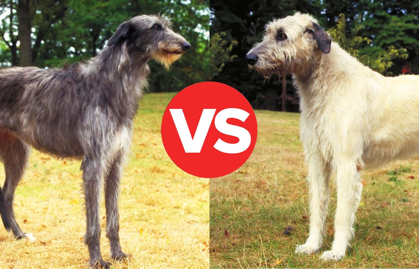 What's the Difference Between the Scottish Deerhound and the Irish Wolfhound?