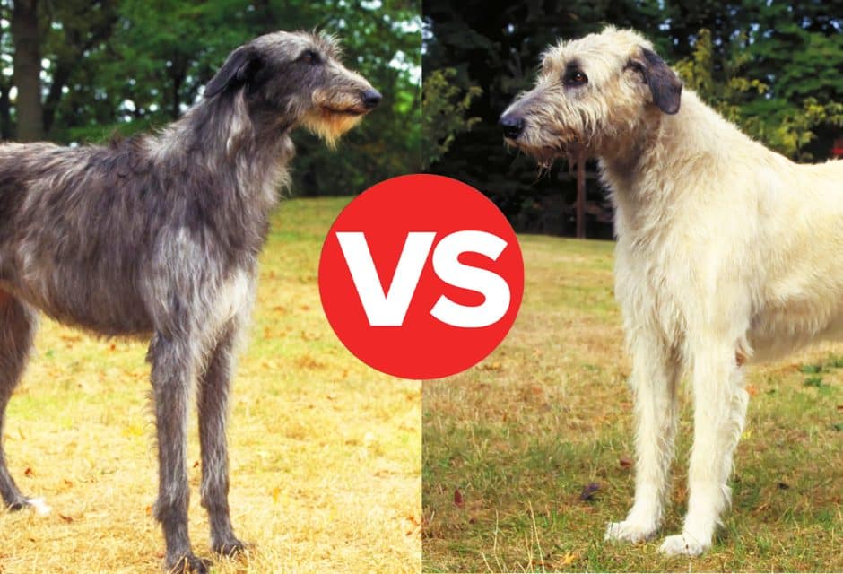 What's the Difference Between the Scottish Deerhound and the Irish Wolfhound?