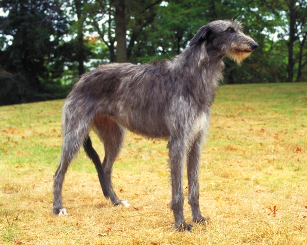 Scottish Deerhound