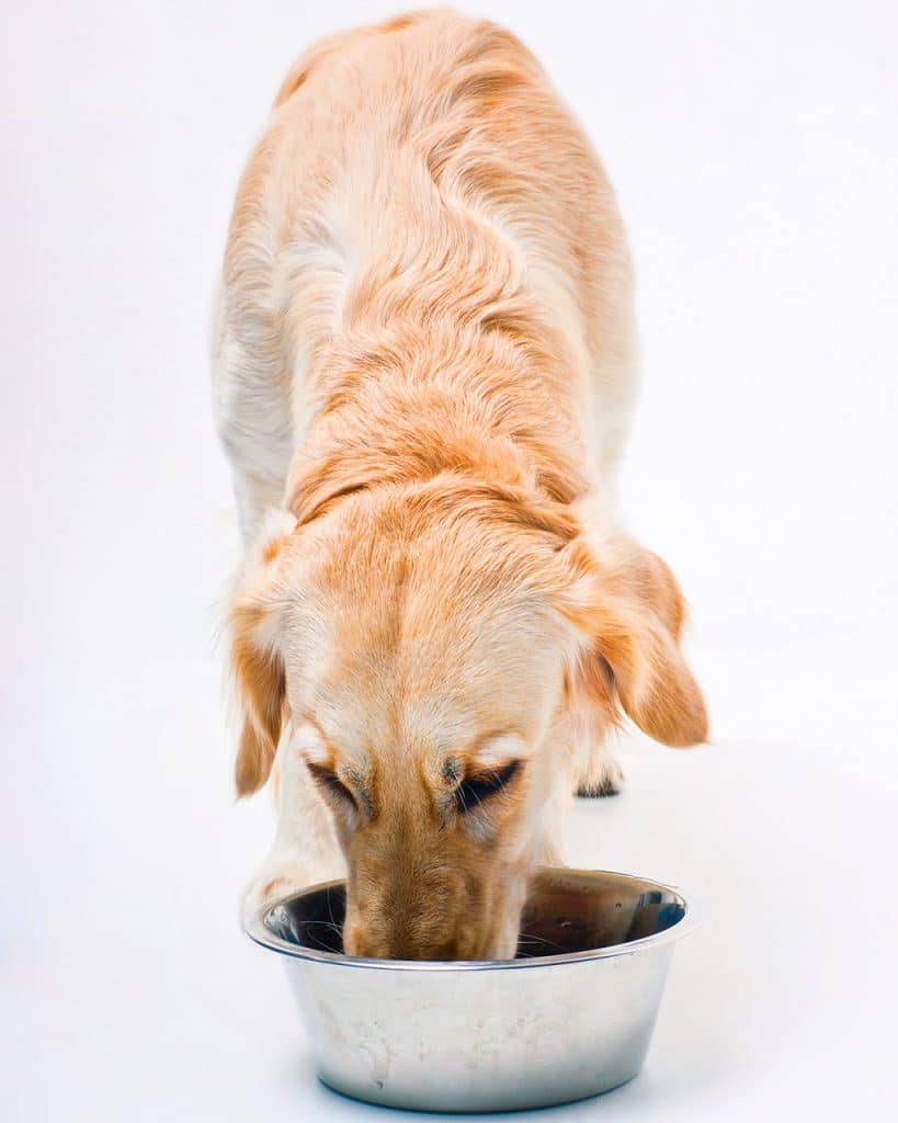 Golden Retriever eating out of a bowl