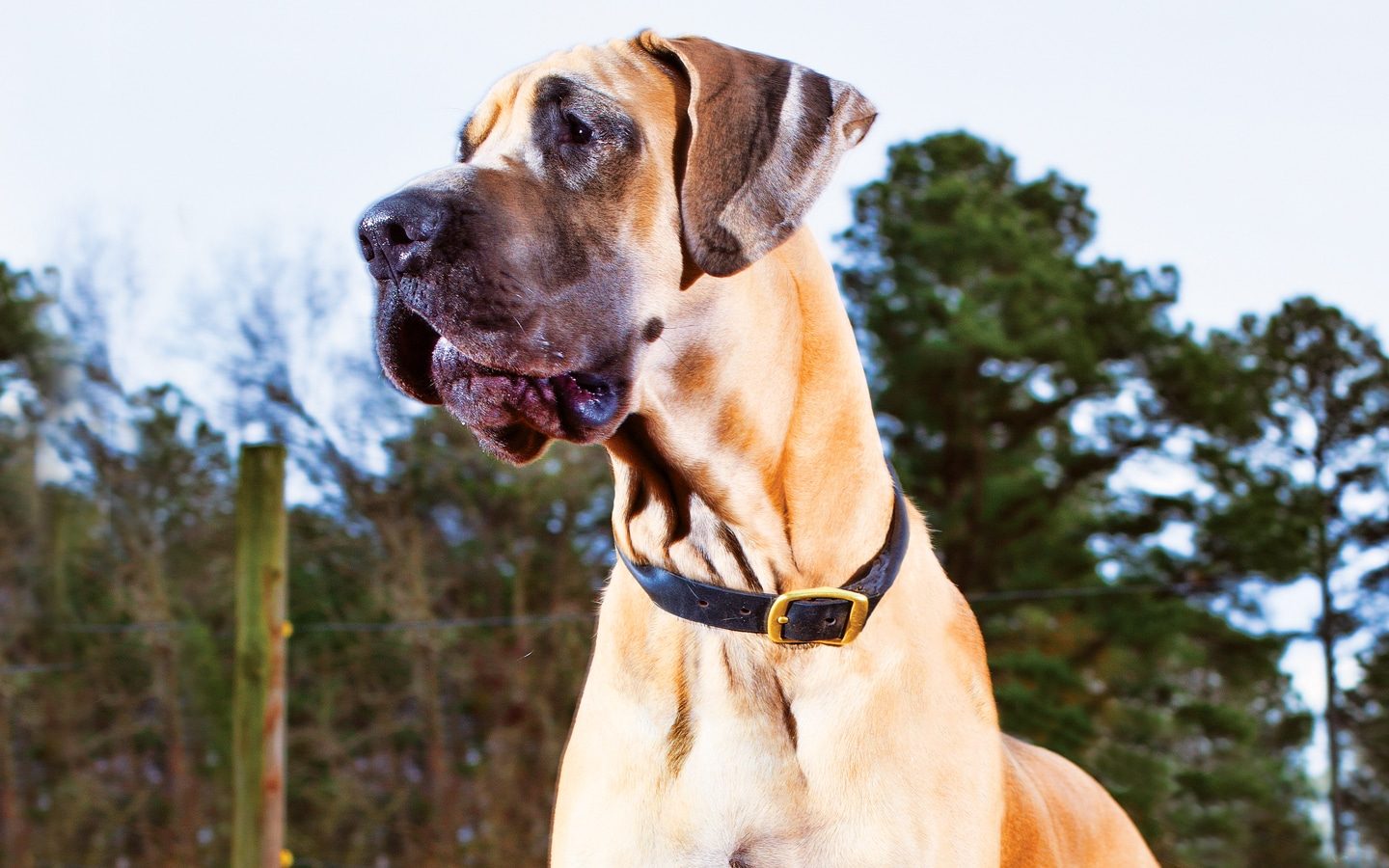 Great Dane