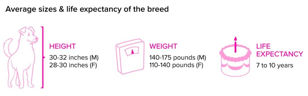 Great Dane breed statistics