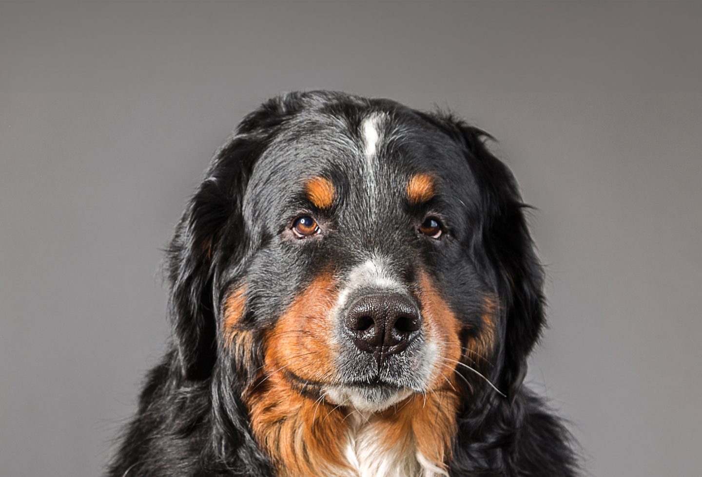 Bernese Mountain Dog looking sadly at camera