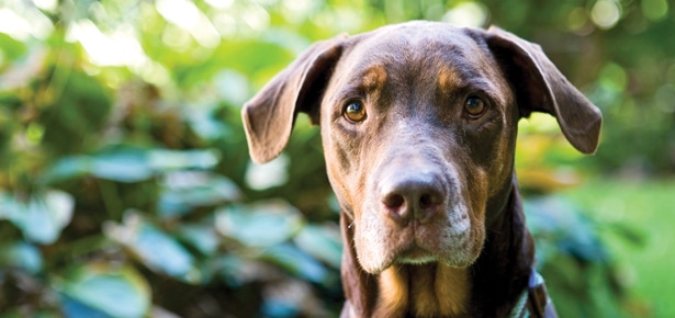 Pet Talk: Rabies Prevention - Modern Dog Magazine