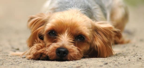 Are Small Dogs Less Obedient Than Large Dog Breeds? – Dogster