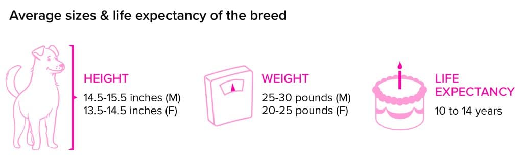 Cocker Spaniel breed statistics