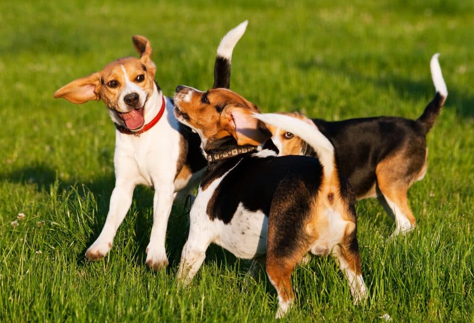 beagle dogs playing