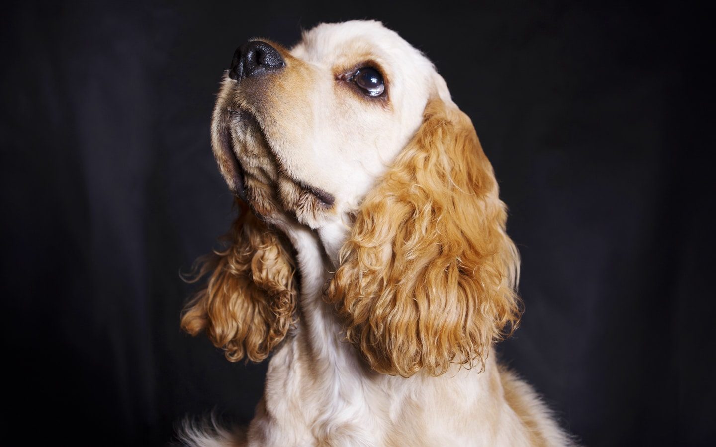 cocker spaniel