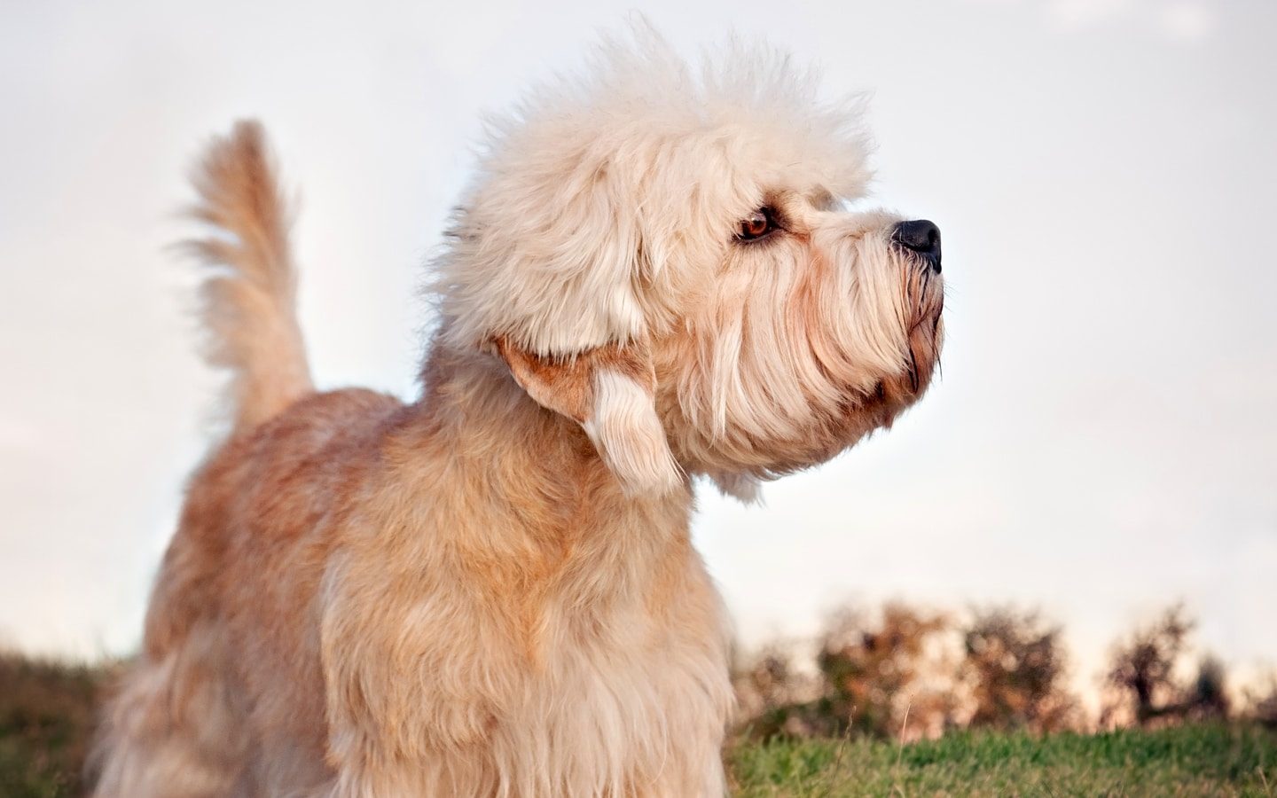 Dandie Dinmont Terrier