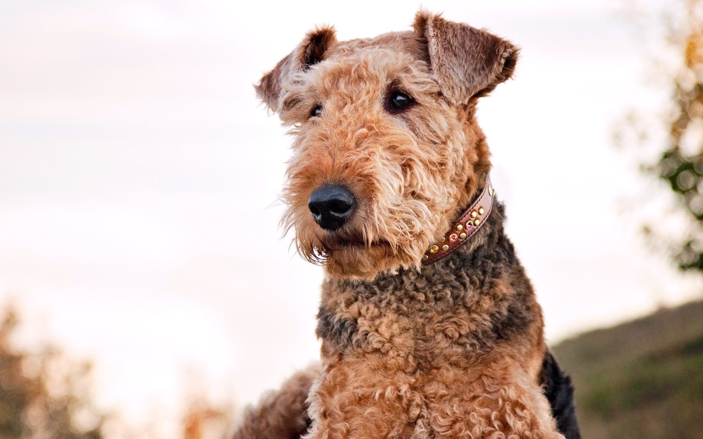 Airedale terrier