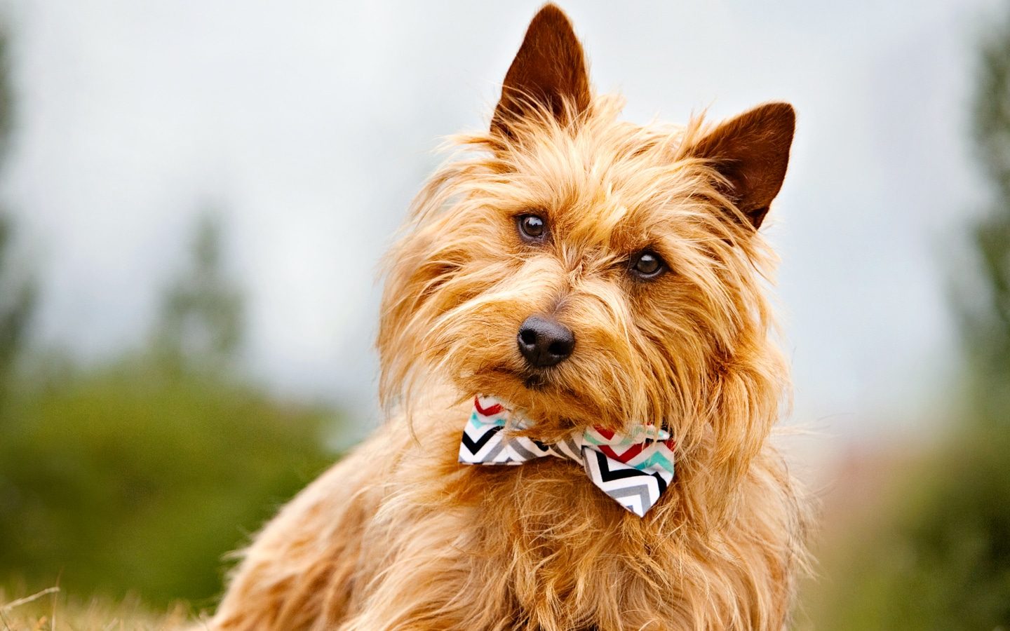 Australian terrier wearing a bow-tie