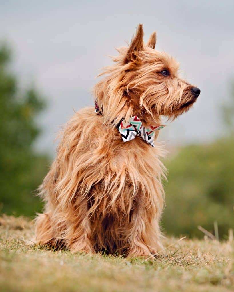 Australian terrier wearing a bow-tie