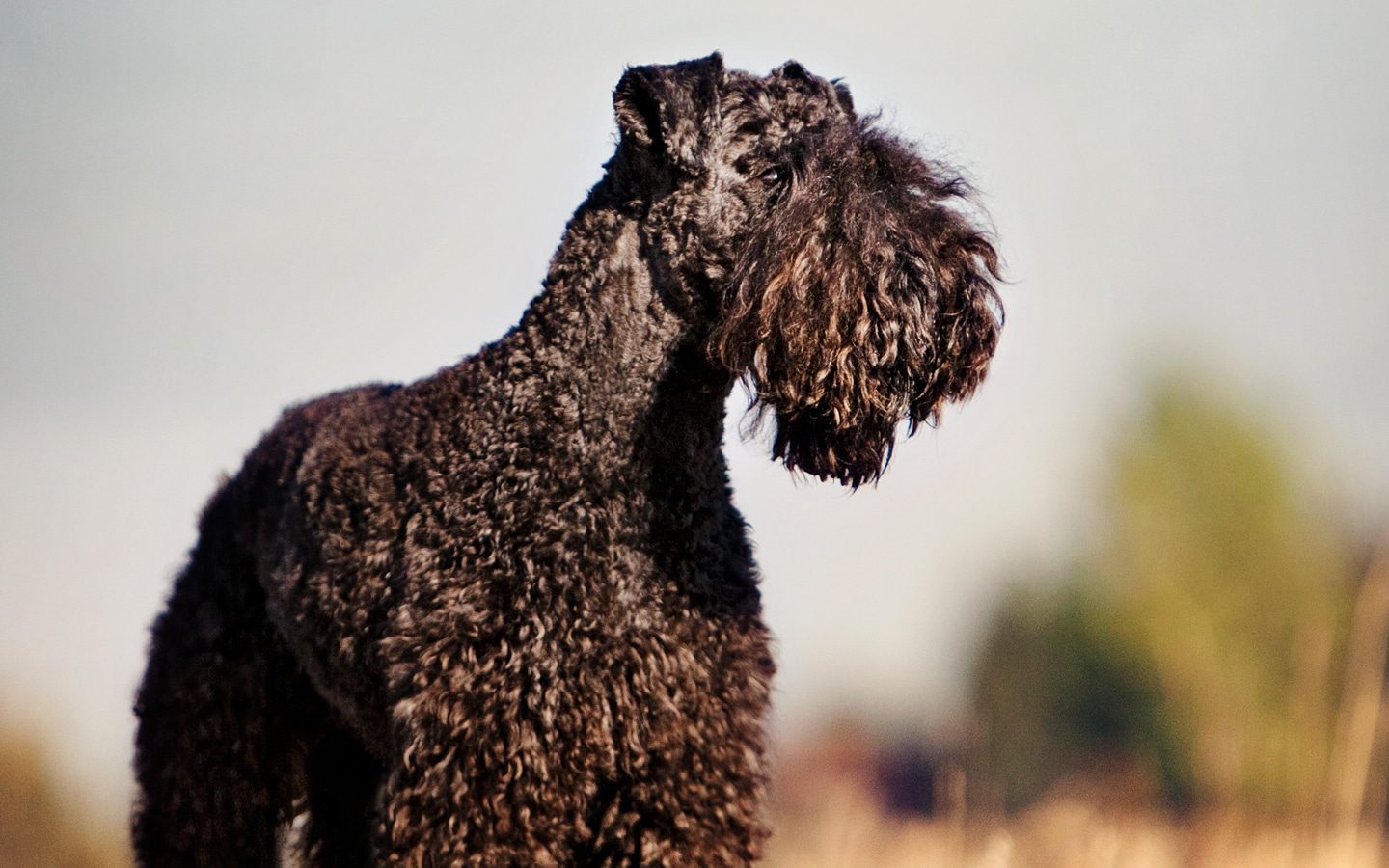 Kerry Blue Terrier