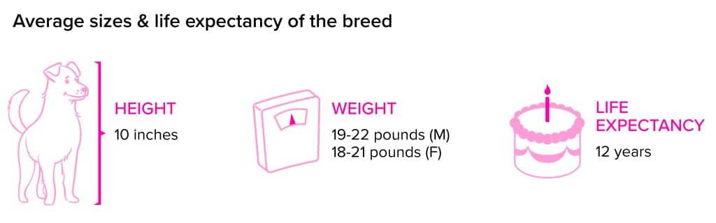 Scottish Terrier breed statistics