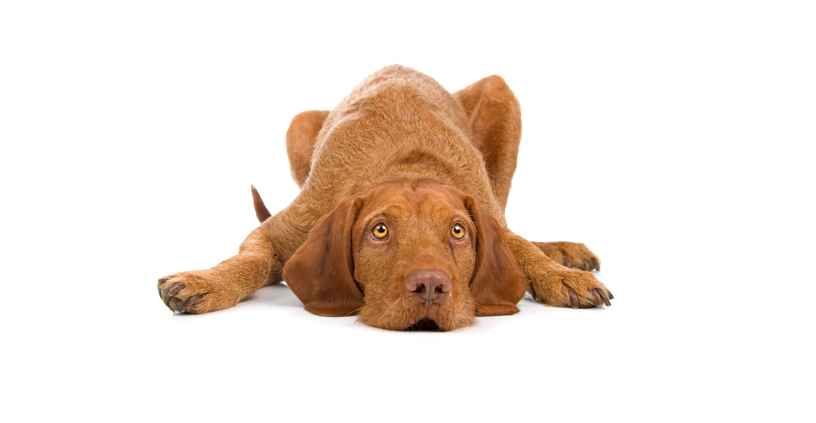 Wirehaired vizsla outlet dog