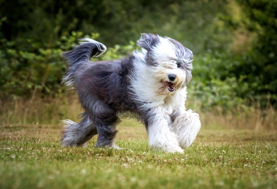 Old English Sheepdog