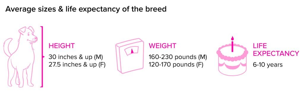 Mastiff breed statistics