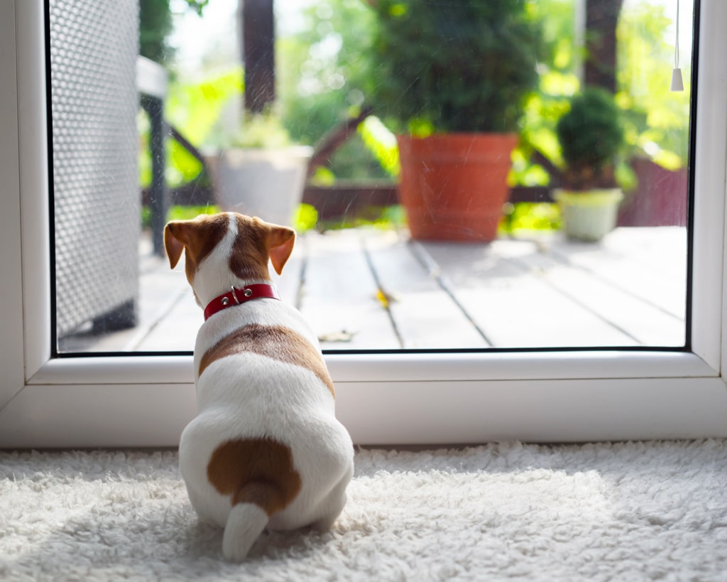 jack russell terrier