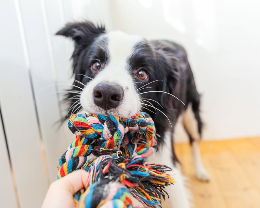 border collie plays with toy