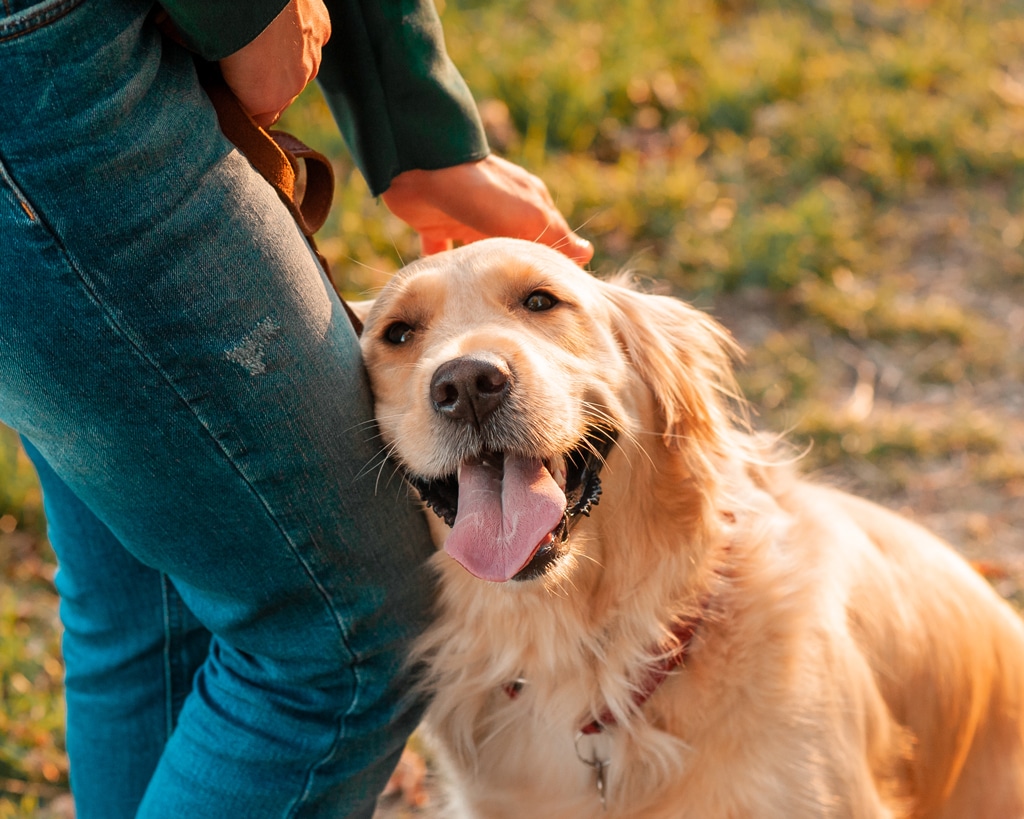 happy golden retriever