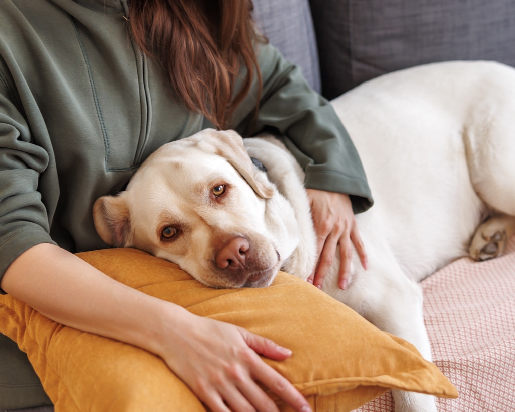 dog cuddling