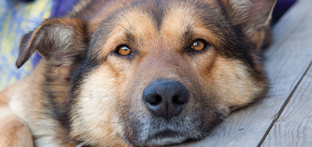 Pet Talk: Seizures In Dogs - Modern Dog Magazine