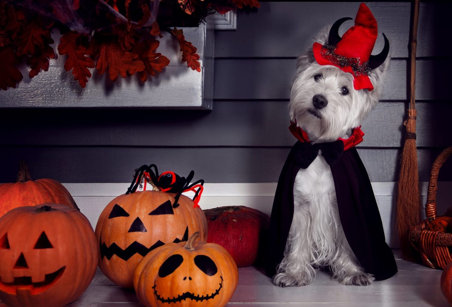 Funny west highland white terrier dog in scary halloween costume