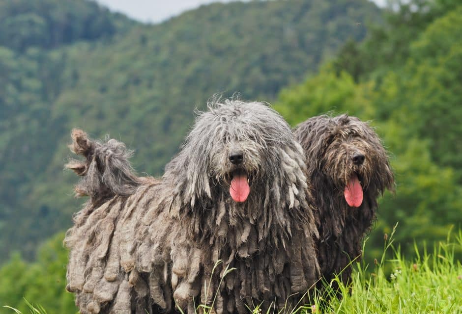 Bergamasco Sheepdogs on a hillside