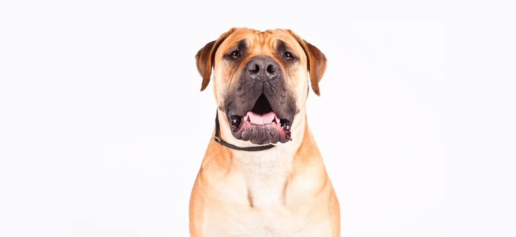 Boerboel dog sitting