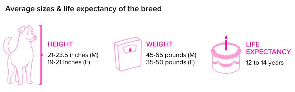 Samoyed breed statistics