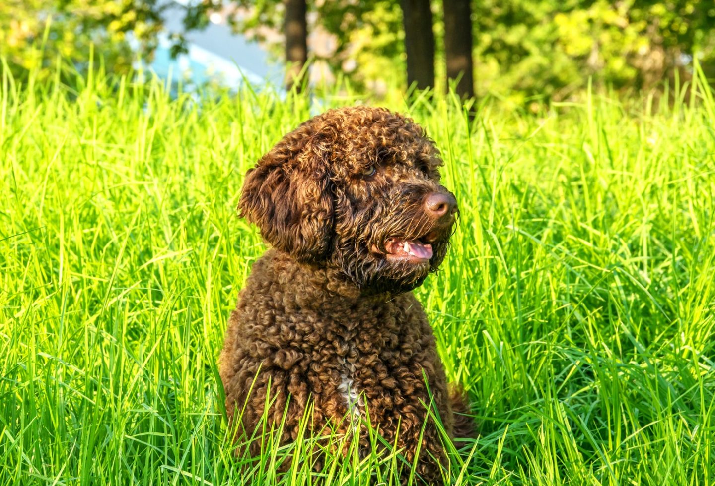 Spanish water dog