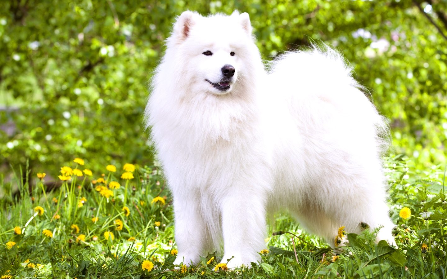 samoyed