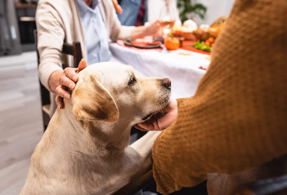 dog begging at thanksgiving table