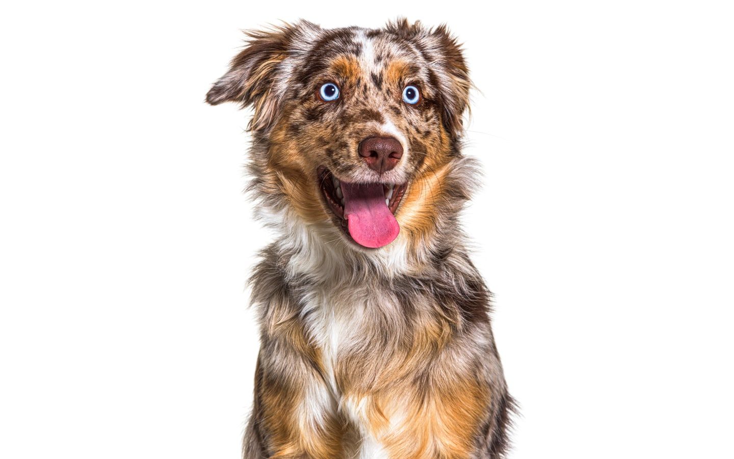 miniature american shepherd