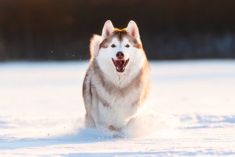 Happy dog running in snow