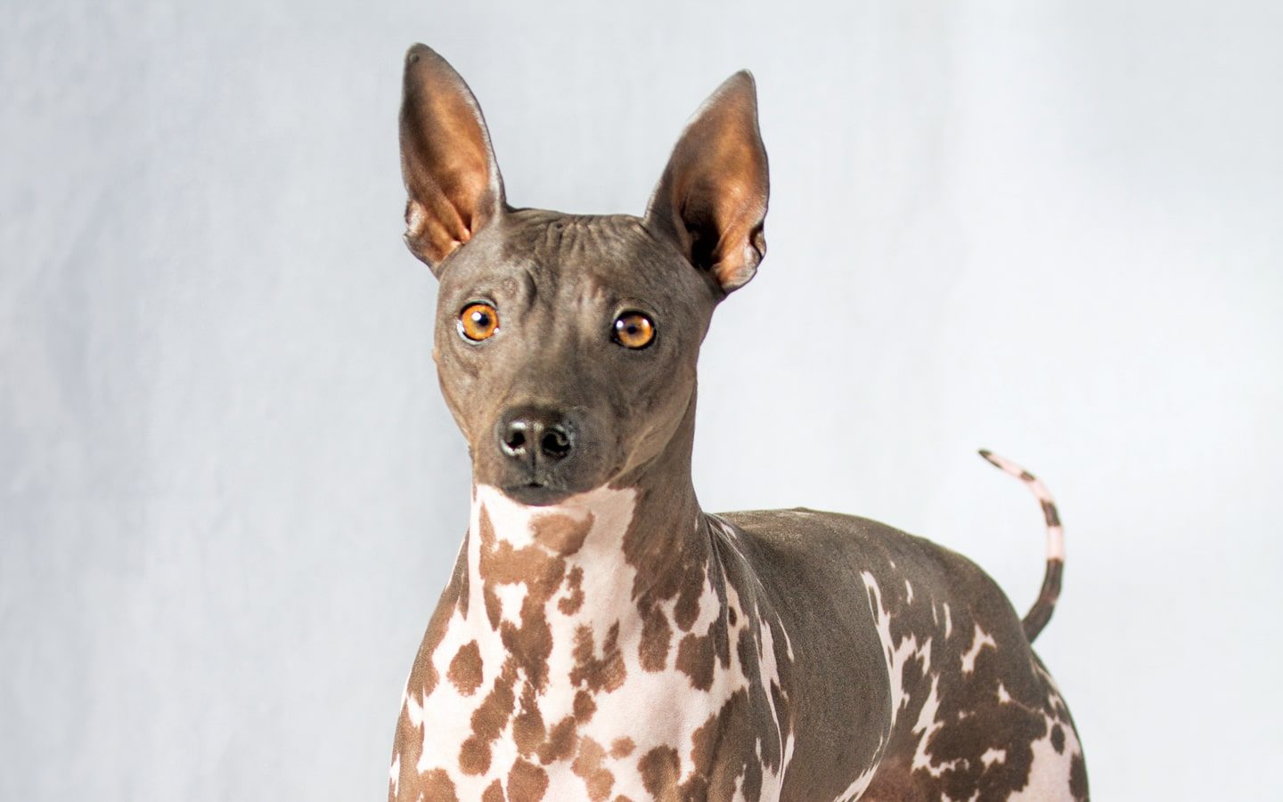 American Hairless Terrier