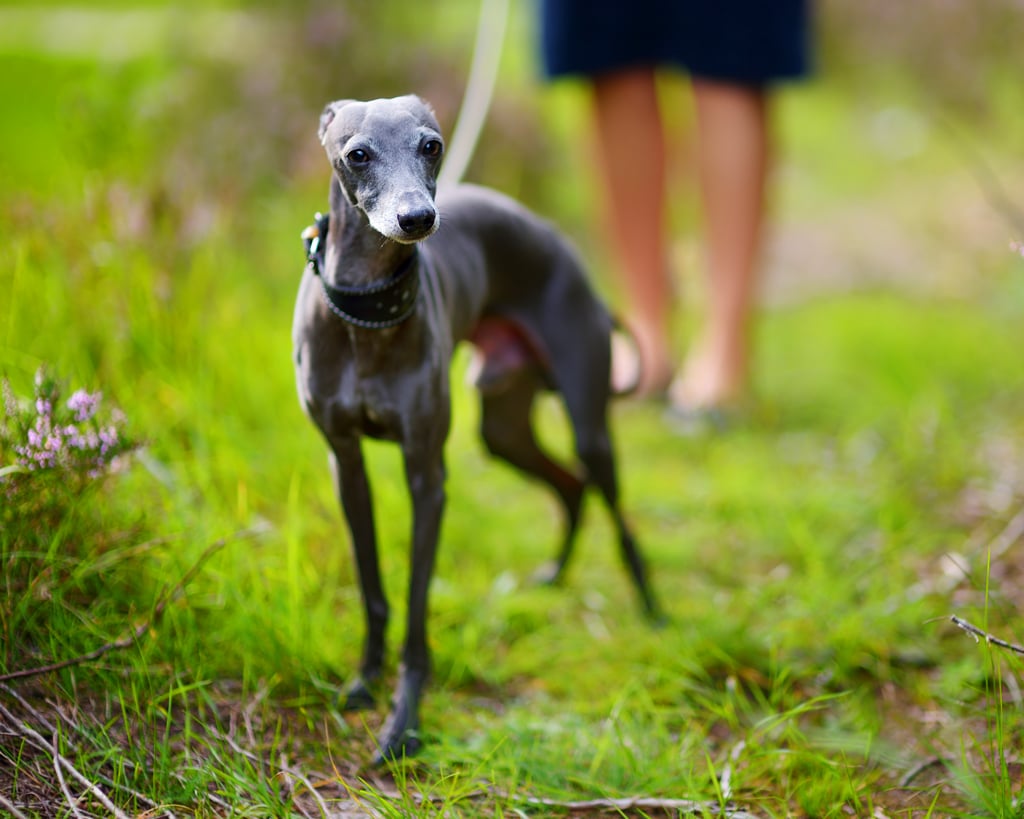 Italian-greyhound