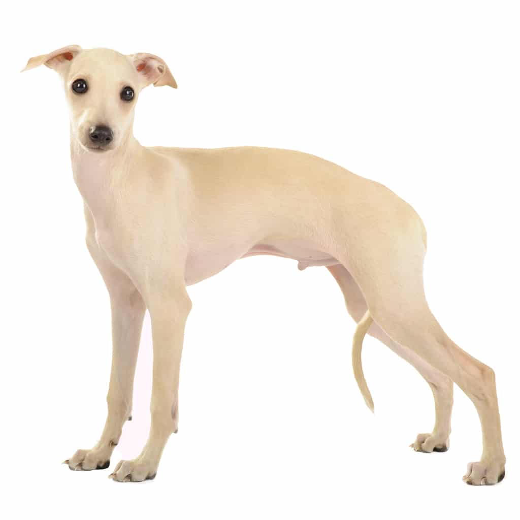 Italian-greyhound-puppy