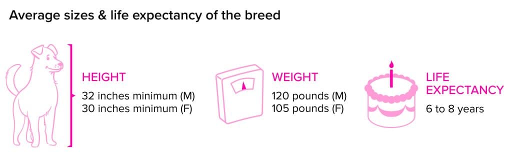 Irish Wolfhound breed statistics