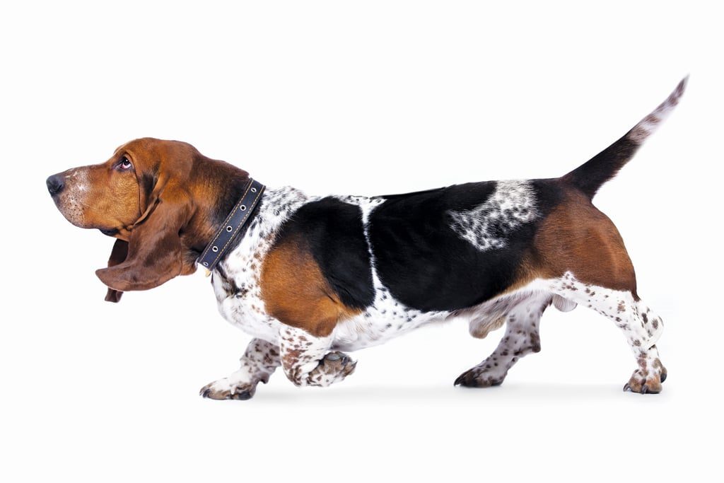 Basset Hound walking