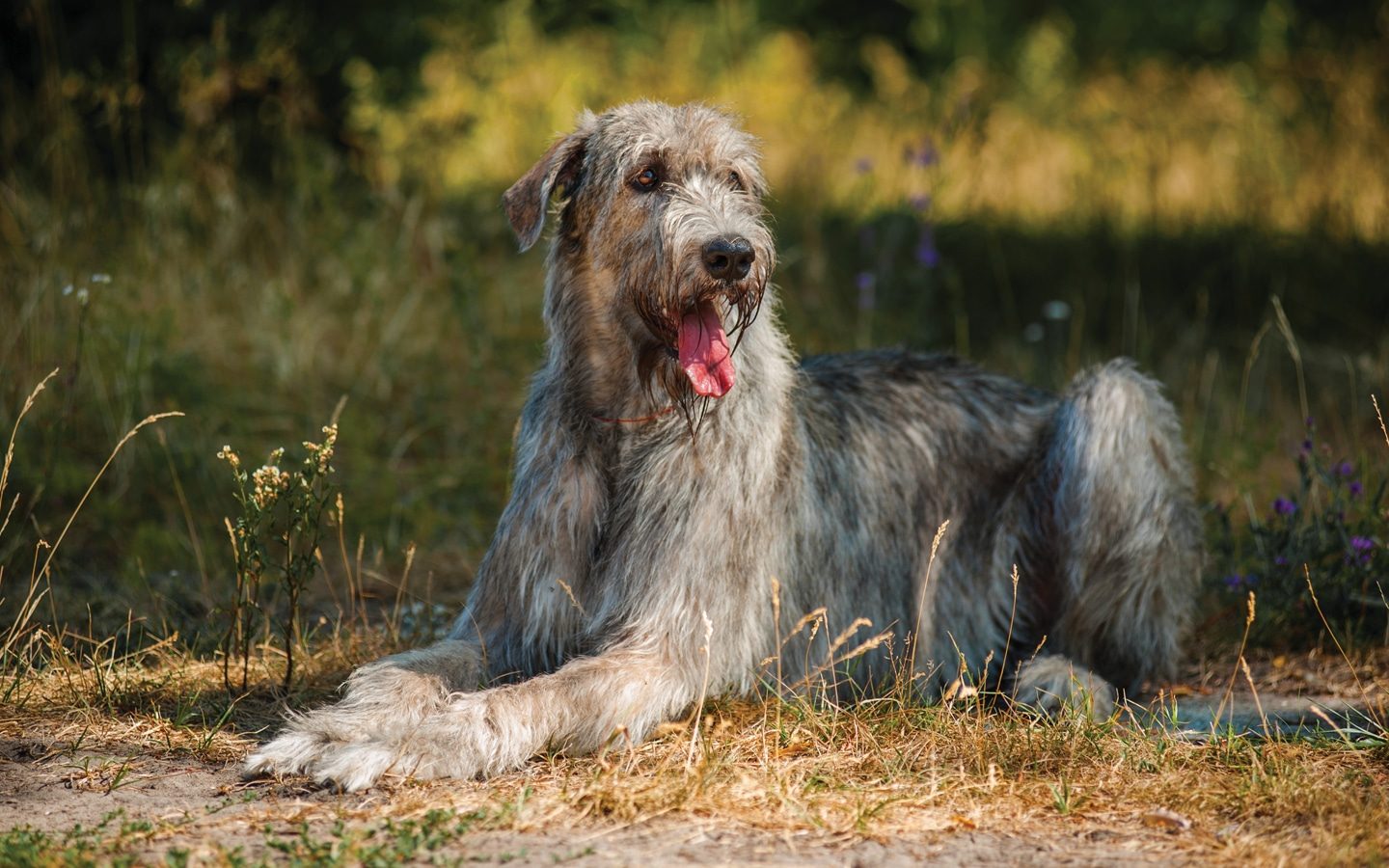 irish wolfhound