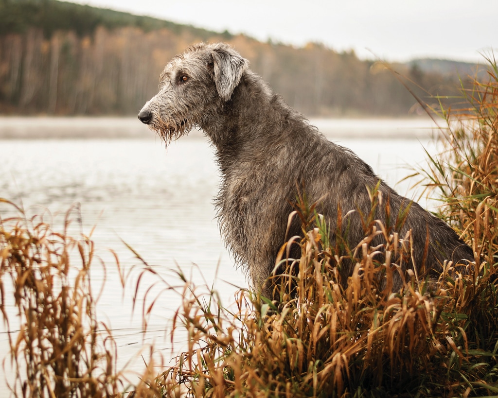 Irish Wolfhound on riverbank