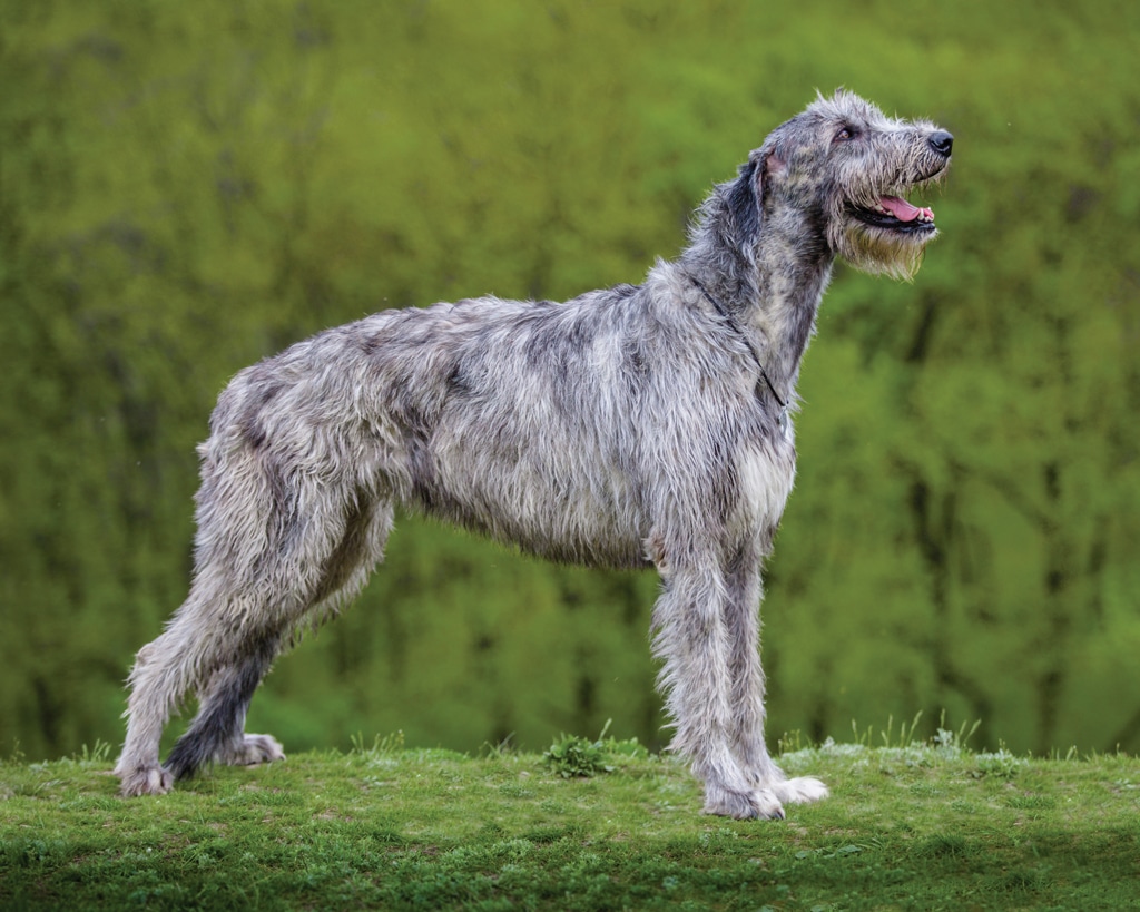 Irish Wolfhound outdoors